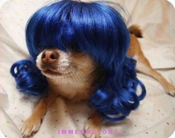 Parrucche colorate per cani e gatti. E c'è anche l'app