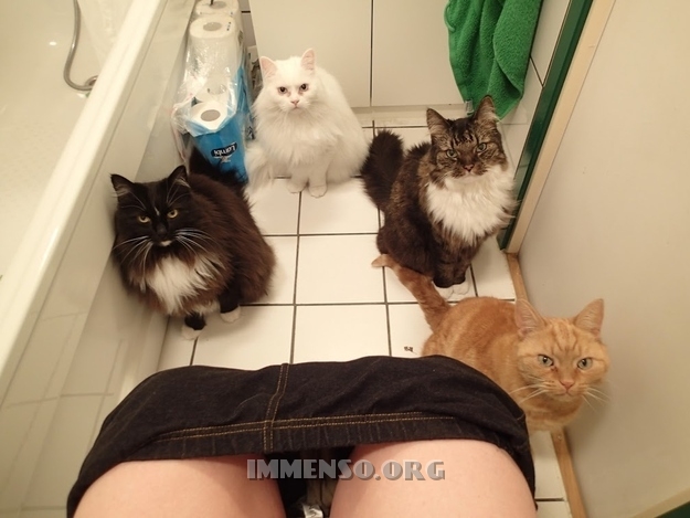 privacy con gatto