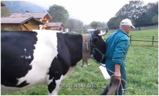 mucca e contadino