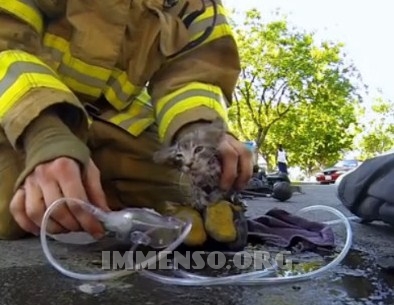 Pompiere salva gattino